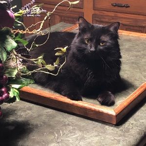 Meet your Posher, Darlene